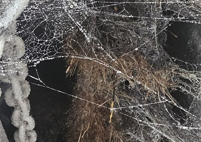 Tree roots hanging inside a pump chamber beside a lifting chain